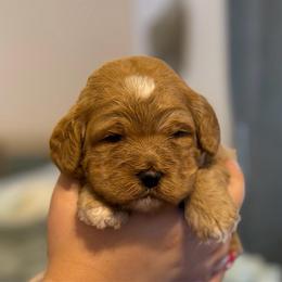 Boy 1 - Red male Cockapoo puppy in Colorado Springs, Colorado from Garrett Doodles