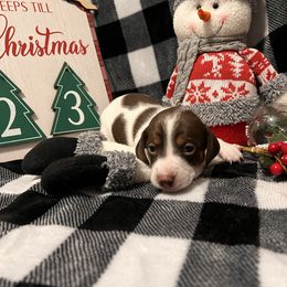 Roscoe - Piebald male Dachshund puppy in Hortense, Georgia from Willow’s Legacy