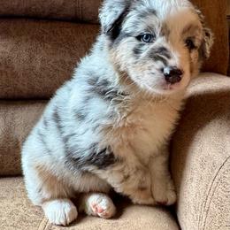 Chandler - Blue merle male Australian Shepherd puppy in Ephrata, Pennsylvania from Weavers Indian Run Aussies