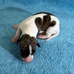 Mabel - White and red brindle female Whippet puppy in Gentry, Arkansas from Mardel Robeson of Mulberry Hollow Whippets