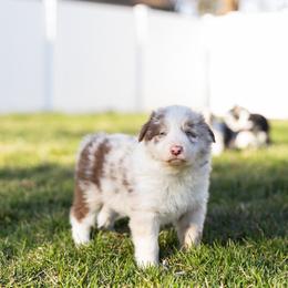 Border Collie Puppies from North Fork Border Collies