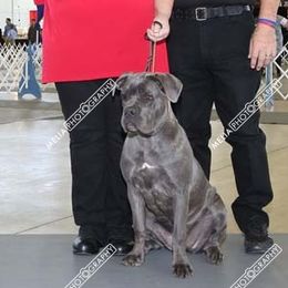 Cane Corso from Liberty-Belle Kennels