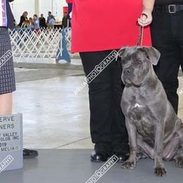 Cane Corso from Liberty-Belle Kennels