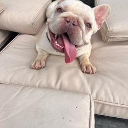 French Bulldog puppies from The French Bulldog Collective