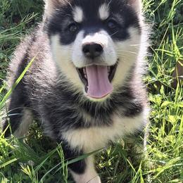 Female 2 - Poppy - SOLD - female Native American Indian Dog puppy in Glade Hill, Virginia from Indian Valley Kennels