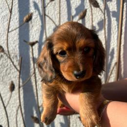 Maxine - Dapple female Dachshund puppy in Chino Hills, California from Wooofyland LLC