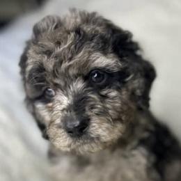 Labradoodles from Pawsome doodles