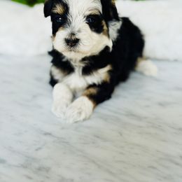 Fudge - male Maltipoo puppy in West Jordan, Utah from Doodles Friend