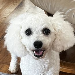 Bubbles - Bichon Frise