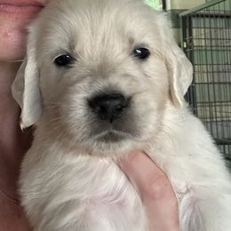Golden Retriever Puppies from Avalon English Retrievers