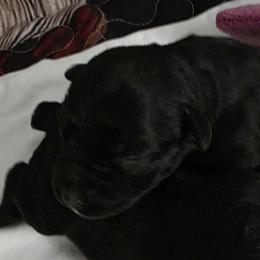 Girl 1 - Black female Miniature Schnauzer puppy in Fresno, California from Findell Kennel, LLC