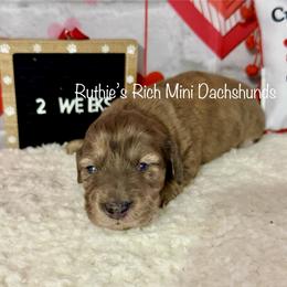 Girl one - Brindle female Dachshund puppy in Lakeland, Florida from Ruthie’s Rich Mini Dachshunds