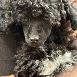 Eli - Parti male Poodle puppy in Florence County, South Carolina from Modern Family Standards