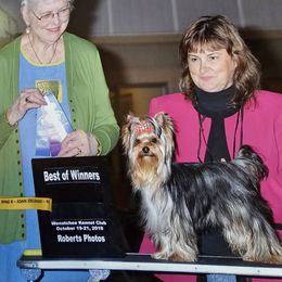 Bond - Yorkshire Terrier