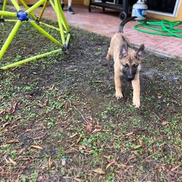 Pink - Fawn Belgian Malinois puppy in Greenacres, Florida from Belgian Herder kennel