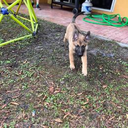 Pink - Fawn Belgian Malinois puppy in Greenacres, Florida from Belgian Herder kennel