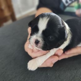Snazzy or B-2 - Black and white male Shih Tzu puppy in Lostant, Illinois from Bella's Babies