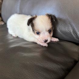 Laken's white and red sable girl - White and sable female Papillon puppy in Shirley, Arkansas from Lucky Pups