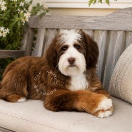 Kahlua- must live within 1 hr of Temecula Ca - Brown female Bernedoodle puppy in Temecula, California from Brookside Bernedoodles