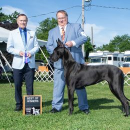 Great Dane All Grown Up from River Rock Danes