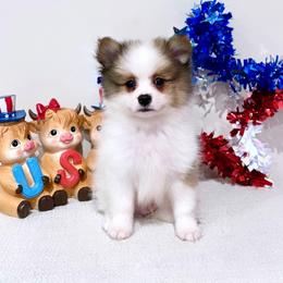 Sable Parti boy - Tri-colored male Pomeranian puppy in Princeton, New Jersey from PureLove Poms.