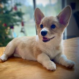 Kitty Cat - Red female Pembroke Welsh Corgi puppy in Woodland, Washington from MB Acres Corgis