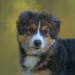 "Charlie- 3 months old" Miniature Australian Shepherd Puppies from Integrity Aussies Tx
