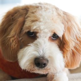 Gretta - Goldendoodle