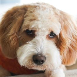 Gretta - Goldendoodle