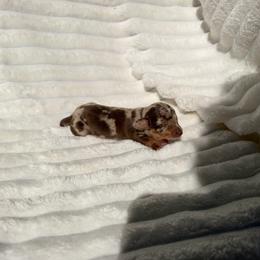 Female 1 Chocolate Isabella Dapple - Dapple female Dachshund puppy in Magnolia, Texas from J&R Macias Dachshunds