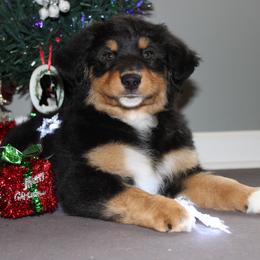 Miniature American Shepherd Puppies from LF Ranch