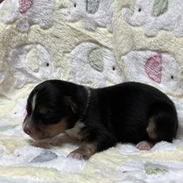Mason - Black tri male Miniature Australian Shepherd puppy in Signal Mountain, Tennessee from D & D Miniature and Toy Australian Sheppards