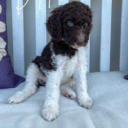 Delilah - Parti Goldendoodle puppy in Miami, Florida from Kalidoodlee