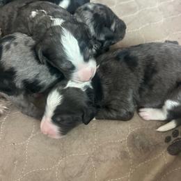 Bernedoodle puppies from Pecks Oodle Doodles