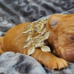 Goldendoodle Puppies from Rustic Road Doodles