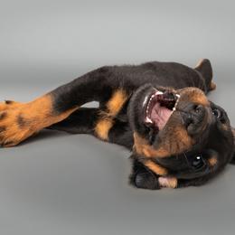 Beauceron Puppies from SilverStruck Kennels