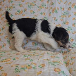 Ginger - White black and tan female Wire Fox Terrier puppy in Lancaster, Missouri from Missouri Meadows Farm