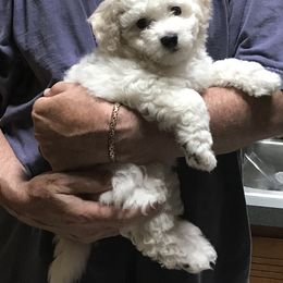 Bichon Frise Puppies from Laura Magpali