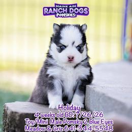 Holiday - Black and white male Pomsky puppy in Humeston, Iowa from M.A.R. Dogs