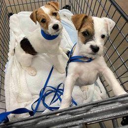 "Murphy pups, 2 different litters" Jack Russell Terrier Puppies from Marvel Lane Jack Russell Terriers