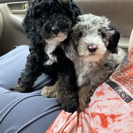 "Going to get Vaccines" Sheepadoodle Puppies from Dogwood Hills