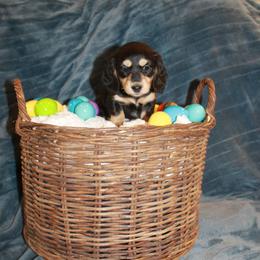 Boy 1 - Black and tan male Dachshund puppy in Amarillo, Texas from Panhandle Dashing Doxies