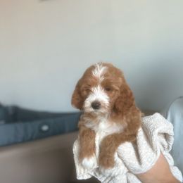 Goldendoodle and Poodle Puppies from Poodle lovers