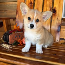 Fawn - Red female Pembroke Welsh Corgi puppy in El Dorado Springs, Missouri from Trixie Dixie