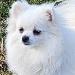 Abby - Pomeranian
