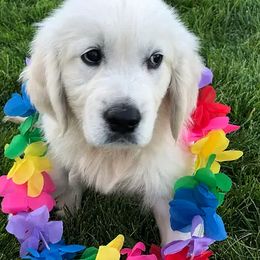 Golden Retriever Puppies from Lava Rock Adventures