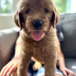 Goldendoodle Puppies from Doodifuldoods