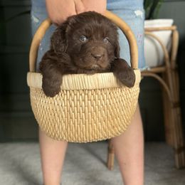 Orange puppy - Brown Newfoundland puppy in Great Falls, Montana from True North Newfoundlands