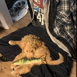 Poodle Puppies from Polly Wally Doodles and Poodles