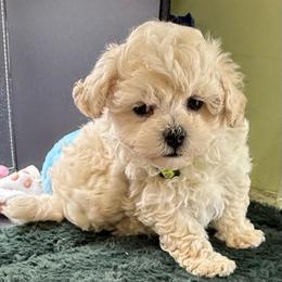 Thai - Cream male Maltipoo puppy in Colonial Beach, Virginia from BeachRidge Pups